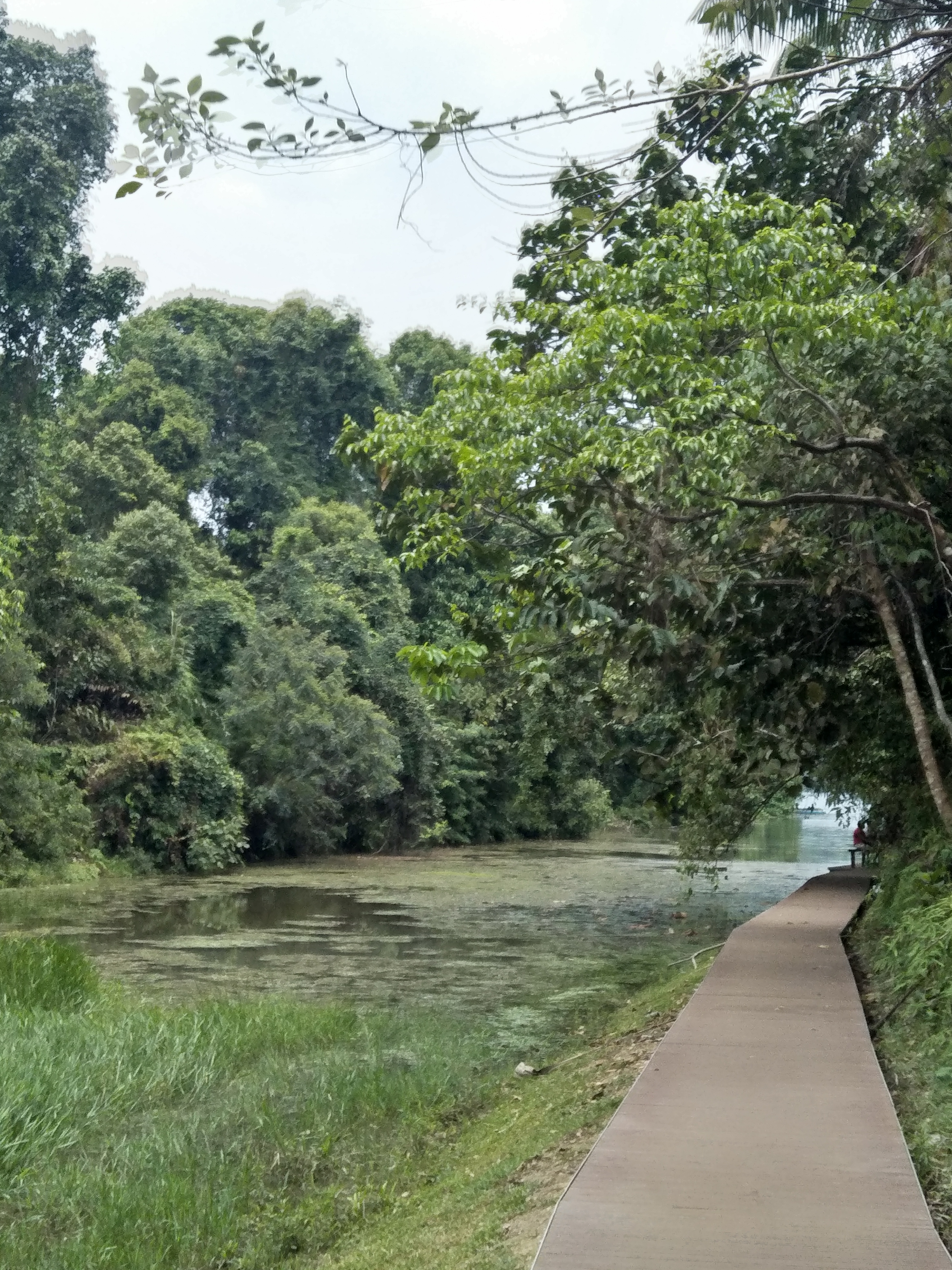 MacRitchie Reservoir Trail Walk