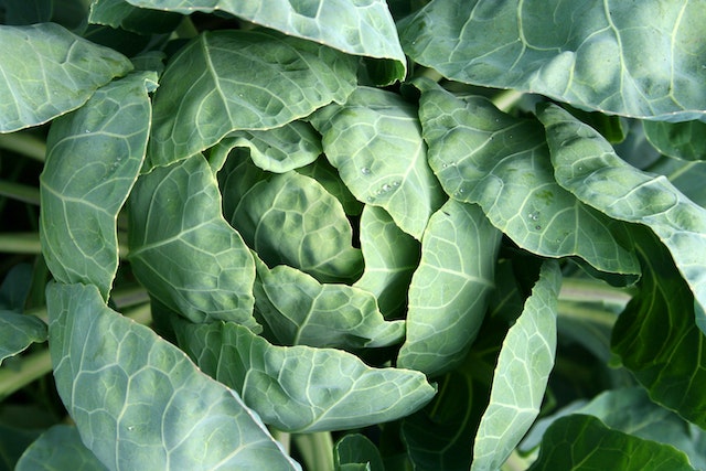 Cabbage Historical Price Singapore