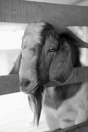 Mutton Per Kg Historical Price Singapore