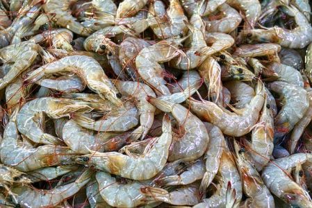 Prawn Historical Price Singapore