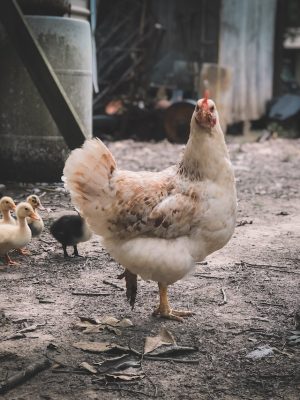 Whole Frozen Chicken Historical Price Singapore